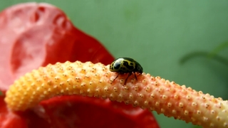 Beetle, Insect, Arthropod, Leaf Beetle, Ladybug, Bug