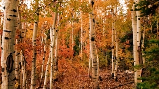 Birch, Tree, Poplar, Forest, Woody Plant, Switch