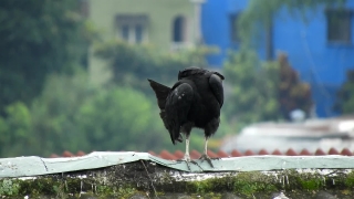 Bird, Animal, Hen, Wildlife, Cock, Wild