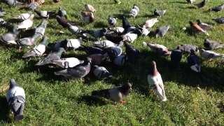 Bird, Aquatic Bird, Goose, Dove, Seabird, Grass