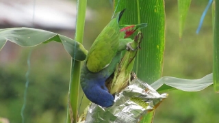 Bird, Aquatic Bird, Parrot, Plant, Macaw, Wildlife