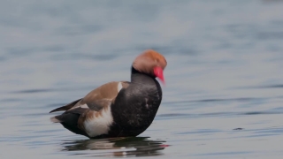 Bird, Auk, Seabird, Aquatic Bird, Duck, Drake