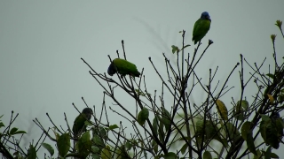 Bird, Bee Eater, Bud, Tree, Close, Plant