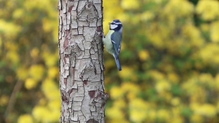Bird, Bird Feeder, Jay, Device, Wildlife, Beak