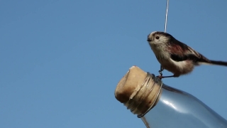 Bird, Chickadee, Titmouse, Wildlife, Wren, Beak