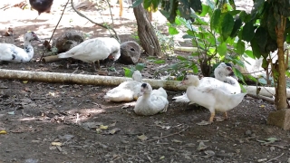 Bird, Cockatoo, Parrot, Beak, Dove, Aquatic Bird