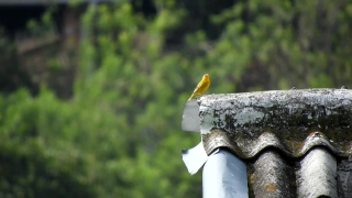 Bird, Cockatoo, Parrot, Wildlife, Beak, Animal