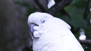 Bird, Cockatoo, Ptarmigan, Parrot, Grouse, Game Bird