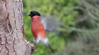 Bird, Cuckoo, Wildlife, Beak, Feather, Wild