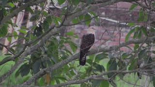 Bird, Cuckoo, Wildlife, Tree, Hawk, Wild
