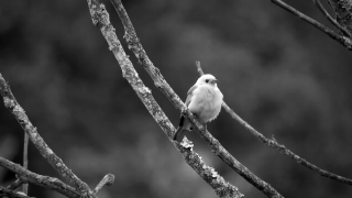 Bird, Dove, Junco, Finch, Wildlife, Feather