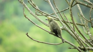 Bird, Dove, Wildlife, Feather, Beak, Wing