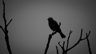 Bird, Dove, Wildlife, Wing, Beak, Tree