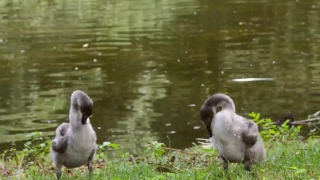 Bird, Duck, Drake, Waterfowl, Aquatic Bird, Goose