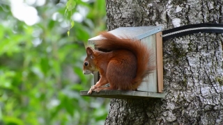 Bird Feeder, Device, Animal, Mammal, Wildlife, Wild