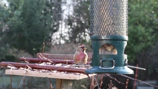 Bird Feeder, Device, Bird, Finch, House Finch, Wildlife