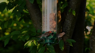 Bird Feeder, Device, Bird, Finch, House Finch, Wildlife