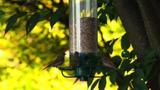 Bird Feeder, Device, Bird, Tree, Yellow, Wild