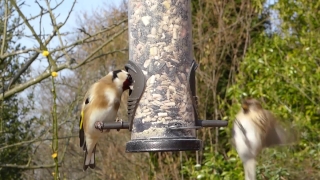 Bird Feeder, Device, Bird, Wildlife, Beak, Feather