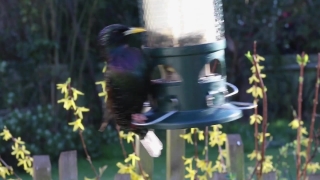 Bird Feeder, Device, Bird, Wildlife, Beak, Indigo Bunting