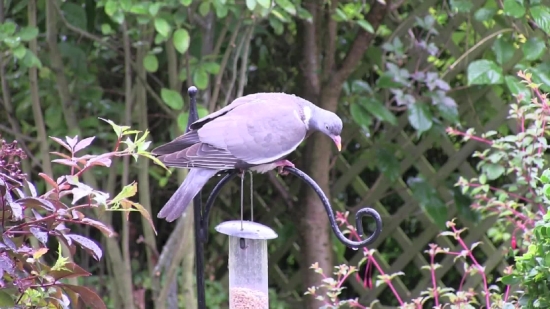 Bird Feeder, Device, Bird, Wildlife, Wild, Plant