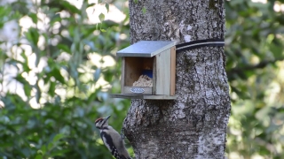 Bird Feeder, Device, Birdhouse, Bird, Shelter, Wildlife