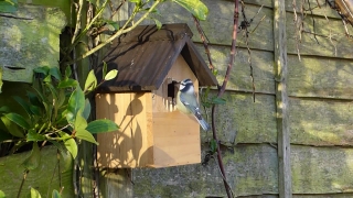 Bird Feeder, Device, Birdhouse, Shelter, Bird, Wildlife