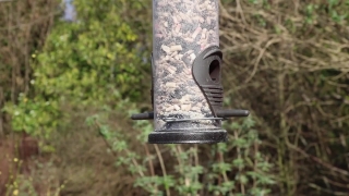 Bird Feeder, Device, Birdhouse, Shelter, Bird, Wood