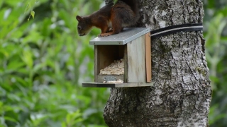 Bird Feeder, Device, Monkey, Primate, Wildlife, Wild