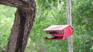 Bird Feeder, Device, Park, Tree, Grass, Outdoors