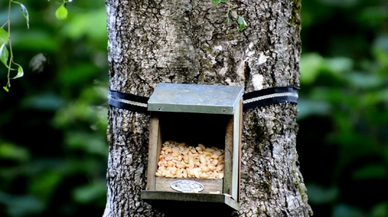 Bird Feeder, Device, Tree, Forest, Park, Old