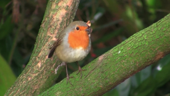 Bird, Finch, Brambling, Beak, Wildlife, Feather