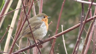 Bird, Finch, Sparrow, Warbler, Wildlife, Beak