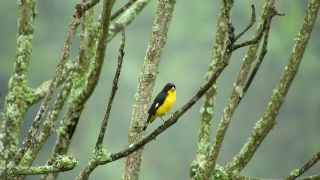 Bird, Goldfinch, Finch, Toucan, Wildlife, Feather