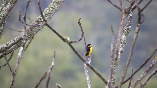 Bird, Goldfinch, Finch, Warbler, Tree, Branch