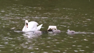 Bird, Goose, Waterfowl, Drake, Duck, Water