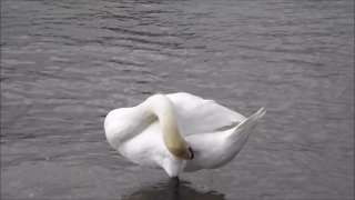 Bird, Gull, Wildlife, Feather, Water, Beak