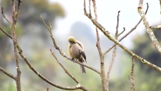 Bird, Hawk, Kite, Wildlife, Beak, Feather
