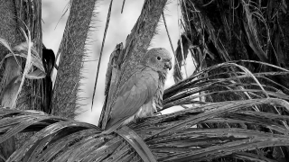 Bird, Hen, Animal, Beak, Wildlife, Feathers