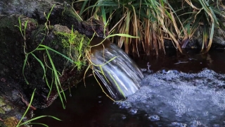 Bird, Heron, Water, Little Blue Heron, River, Wildlife