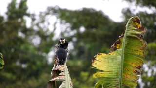 Bird, Insect, Tree, Bee, Wildlife, Beak