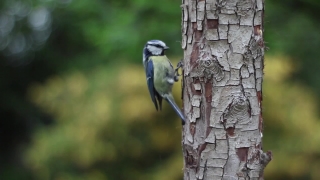 Bird, Jay, Chickadee, Wildlife, Titmouse, Beak