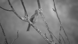 Bird, Junco, Wren, Finch, Wildlife, Branch