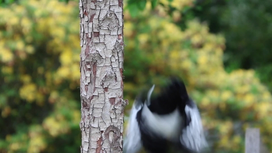 Bird, Magpie, Tree, Woodpecker, Wildlife, Beak