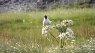 Bird, Nightingale, Wildlife, Dove, Thrush, Wild