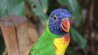 Bird, Parrot, Beak, Wildlife, Feather, Tropical