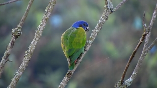 Bird, Parrot, Beak, Wildlife, Feather, Wild