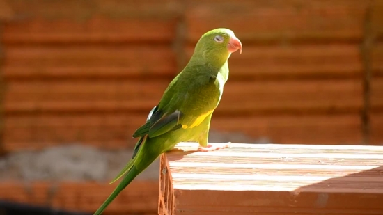Bird, Parrot, Beak, Wildlife, Feather, Wing