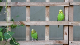 Bird, Parrot, Bird Feeder, Macaw, Device, Beak
