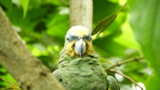 Bird, Parrot, Cockatoo, Beak, Wildlife, Feather